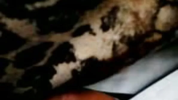 PURGATORYX المنزل سكس تركي ممثلين الغزو الجزء 2 مع بيلا جين